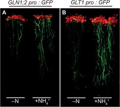 Coregulation of glutamine synthetase1;2 (GLN1;2) and NADH-dependent glutamate synthase (GLT1) gene expression in Arabidopsis roots in response to ammonium supply